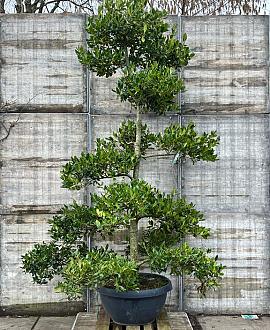 Ilex 'Nellie R. Stevens' Pot 150 liter 250 - 300 cm Pon-Ponvorm