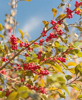 Ilex vert. Magical Berry Pot 18 liter 100 - 125 cm