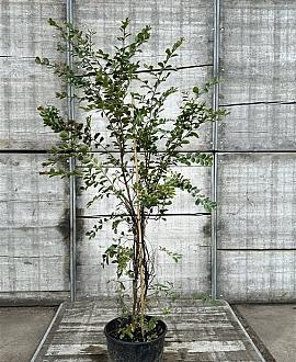 Lagerstroemia i. 'Red Imperator' Pot 20 Liter 125 - 150 cm