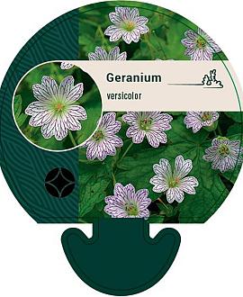 Geranium versicolor Pot 9 cm
