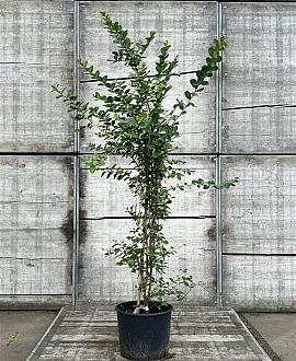 Lagerstroemia i. Violet d'Été Pot 20 Liter 125 - 150 cm