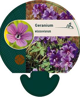 Geranium wlassovianum Pot 9 cm