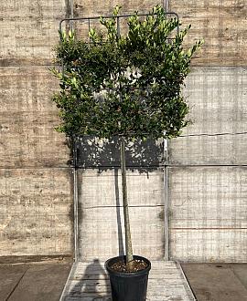 Ligustrum j. 'Texanum' stam 150 cm Leivorm 120x100 (BxH)  ijzer frame