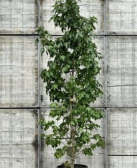 Liquidambar styraciflua 200 - 250 cm Geveerd