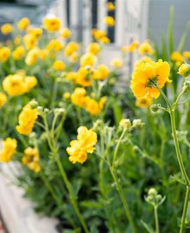 Geum chiloense 'Lady Stratheden' Pot 9 cm