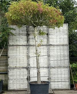 Liquidambar s. 'Worplesdon' (Stamomtrek 35-40 cm) Dakvorm