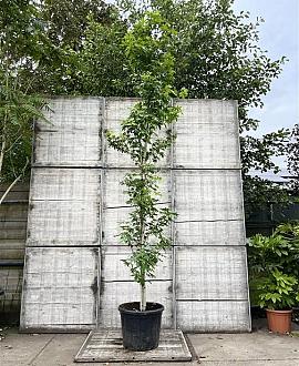 Liquidambar s. 'Worplesdon' 350 - 400 cm Geveerd