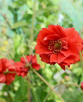 Geum chiloense 'Mrs Bradshaw' Pot 9 cm