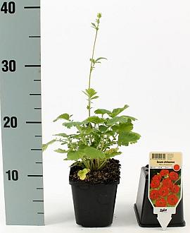 Geum chiloense 'Mrs Bradshaw' Pot 9 cm