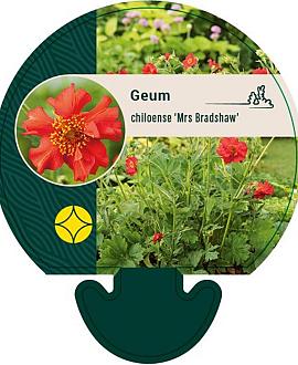 Geum chiloense 'Mrs Bradshaw' Pot 9 cm