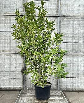 Magnolia 'Betty' Pot 90 Liter 175 - 200 cm