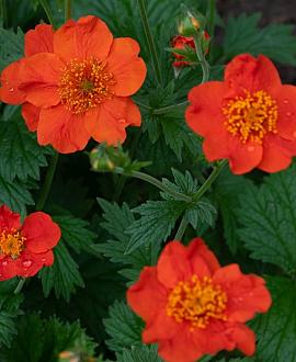 Geum coccineum 'Borisii' Pot 9 cm