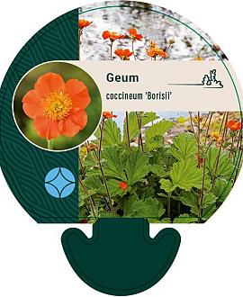 Geum coccineum 'Borisii' Pot 9 cm