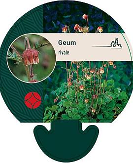 Geum rivale Pot 9 cm