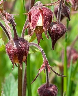 Geum rivale Pot 9 cm
