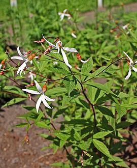 Gillenia trifoliata Pot 9 cm
