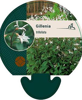 Gillenia trifoliata Pot 9 cm