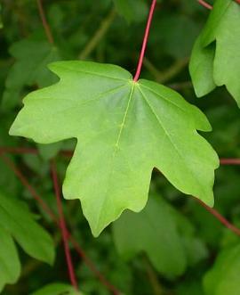 Acer campestre Hoogstam Leivorm