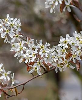 Amelanchier lamarckii Pot 500 Liter 350 - 400 cm
