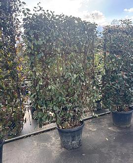 Elaeagnus ebb. 'Compacta' Scherm 160 x 110