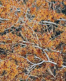 Hamamelis int. 'Diane' Pot 50 Liter 125 - 150 cm
