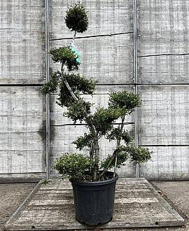 Ilex crenata 'Kimmei' Pot 30 Liter Bonsai