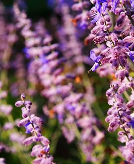 Perovskia 'Blue Spire' Pot 3 Liter 