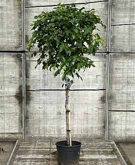 Liquidambar s. 'Gum Ball' Pot 12 liter Stam 100 cm
