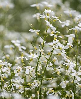 Arabis procurrens 'Glacier' Pot 9 cm