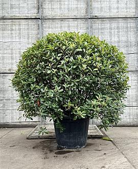 Photinia fraseri 'Red Robin' Bolvorm 125-150 cm