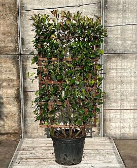 Photinia fraseri 'Red Robin' Scherm 70x110 (BxH)