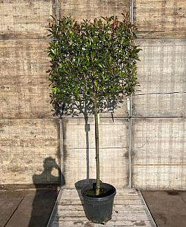 Photinia fraseri 'Red Robin' Stam 130 cm Leivorm 120x100 (BxH)  ijzer frame