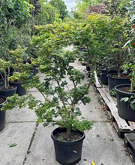 Acer pal. 'Seiun-kaku' Pot 30 Liter 