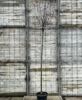 Prunus cer. 'Pissardii' Hoogstam (Stamomtrek 10-12 cm)