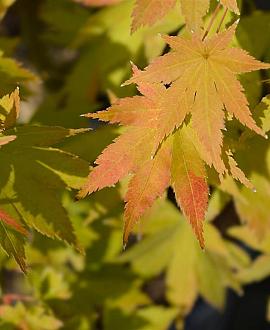 Acer pal. 'Summer Gold' Pot 20 Liter 125 - 150 cm