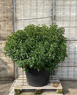 Prunus l. 'Angustifolia' Bolvorm 100-125 cm