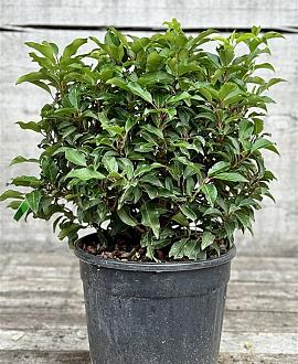 Prunus l. 'Angustifolia' Bolvorm 40-50 cm