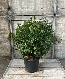 Prunus l. 'Angustifolia' Bolvorm 80-90cm