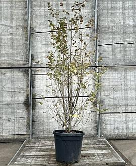 Cercidiphyllum japonicum Pot 18 liter 125 - 150 cm