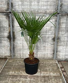 Chamaerops humilis Pot 15 liter 
