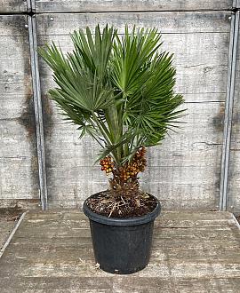 Chamaerops humilis 'Vulcano' Pot 30 Liter 