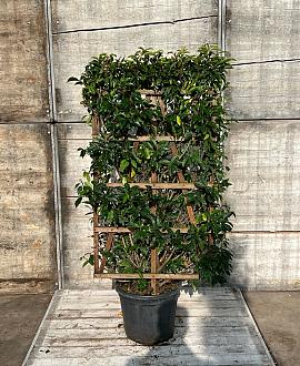 Prunus l. 'Angustifolia' Scherm 70x110 (BxH)