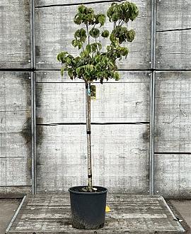 Cornus fl. Cherokee Daybreak Pot 18 liter Halfstam