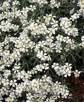 Gypsophila repens 'Alba' Pot 9 cm
