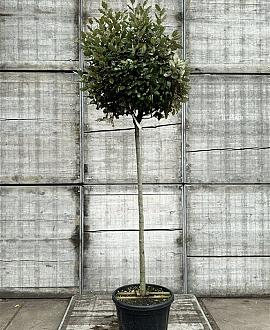 Elaeagnus ebb. 'Compacta' Pot 25 Liter stam 150 cm