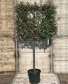 Elaeagnus ebb. 'Compacta' Stam 100 cm Leivorm 120x100 (BxH)  ijzer frame