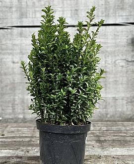 Euonymus jap. 'Green Spire' Pot 7,5 Liter 40 - 50 cm