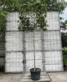 Fagus sylvatica Pot 90 Liter Stam 180 cm (Stamomtr.12-14) Leivorm 150x120 (BxH) 