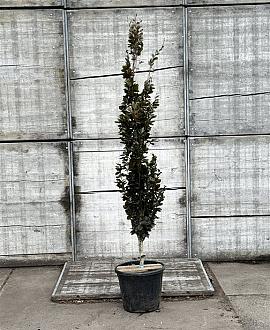 Fagus syl. 'Dawyck Purple' Pot 30 Liter 200 - 250 cm
