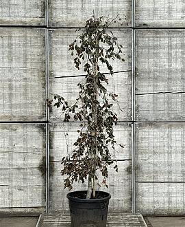 Fagus syl. 'Purple Fountain' Pot 50 Liter 200 - 250 cm